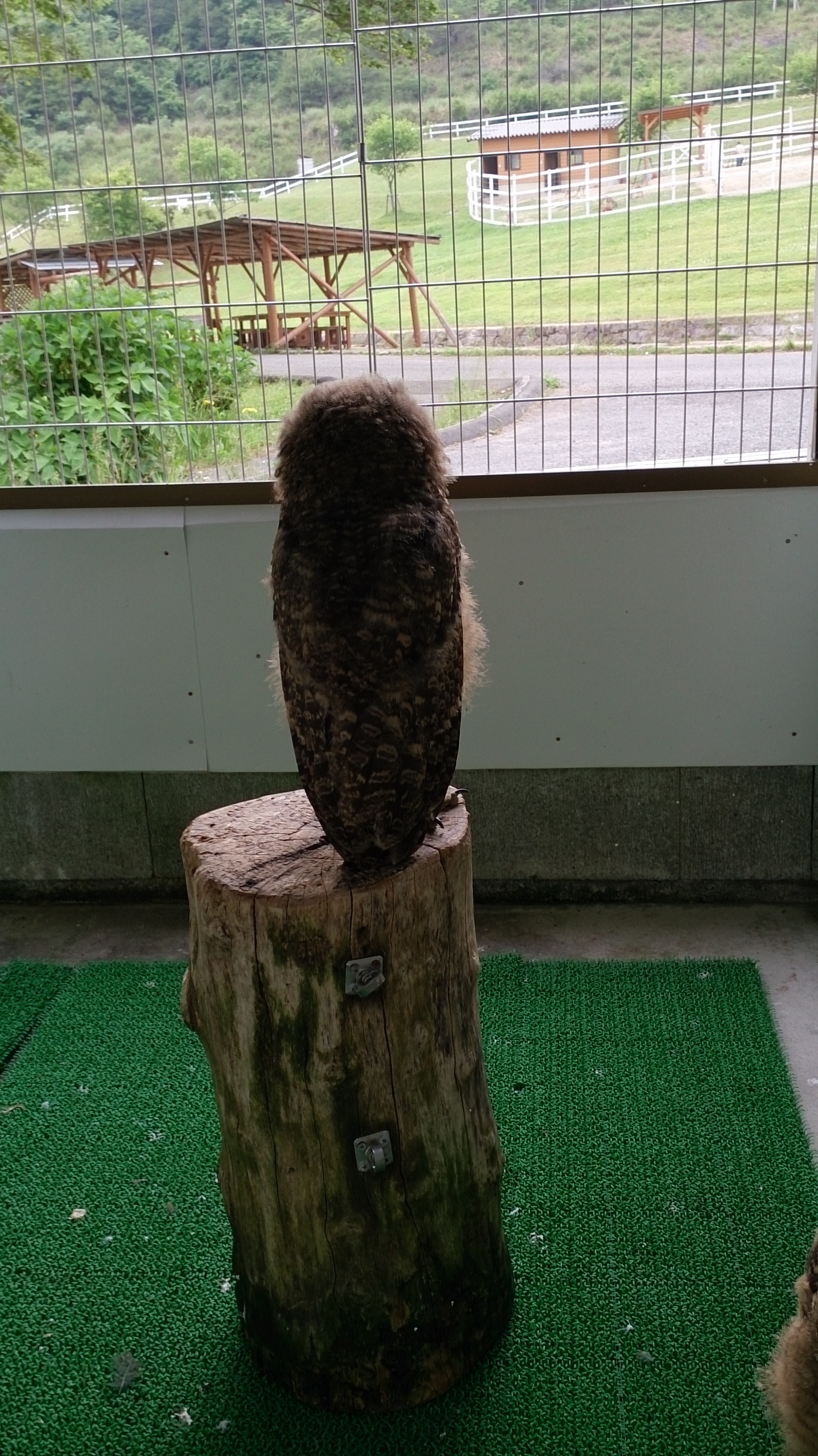 ミミズクの赤ちゃん ヨーデルの ゆかいな 動物だより