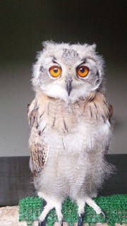 ミミズクの赤ちゃん ヨーデルの ゆかいな 動物だより