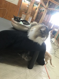 image-1acf5.jpeg